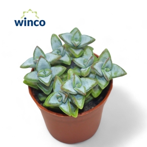 Crassula Perfoliata