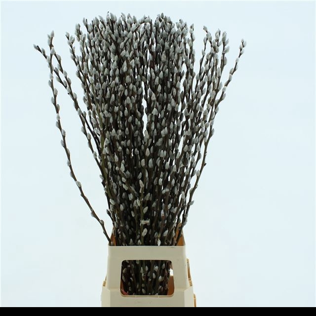 <h4>SALIX CA SNOW FLAKE</h4>