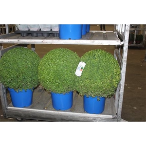Buxu Sempervirens Xxl