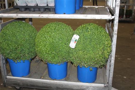 <h4>Buxu Sempervirens Xxl</h4>