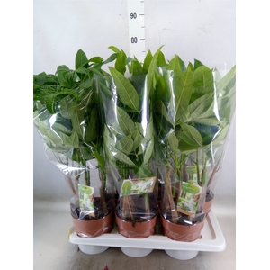 Pachira aquatica