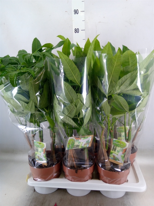 <h4>Pachira aquatica</h4>