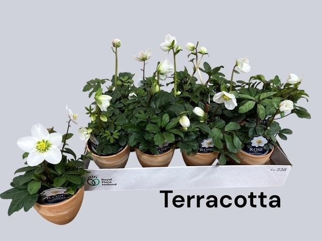 <h4>HELL NI CHR CAROL</h4>