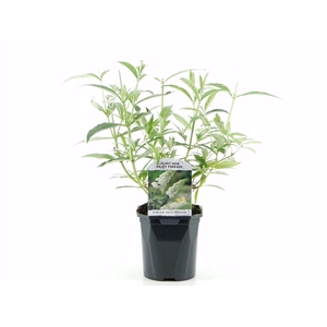 Buddleja dav. White Profusion