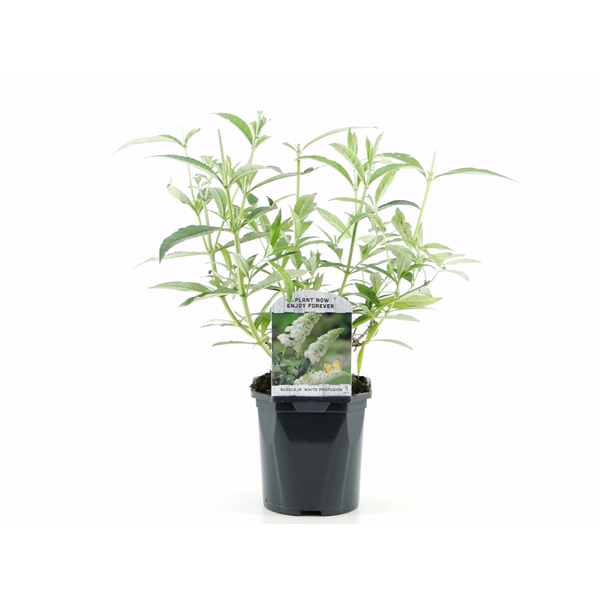 <h4>Buddleja dav. White Profusion</h4>