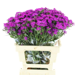 DI BARB AM NEON PURP