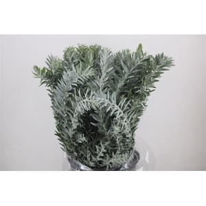 Mimosa Luna D'argento P Bunch