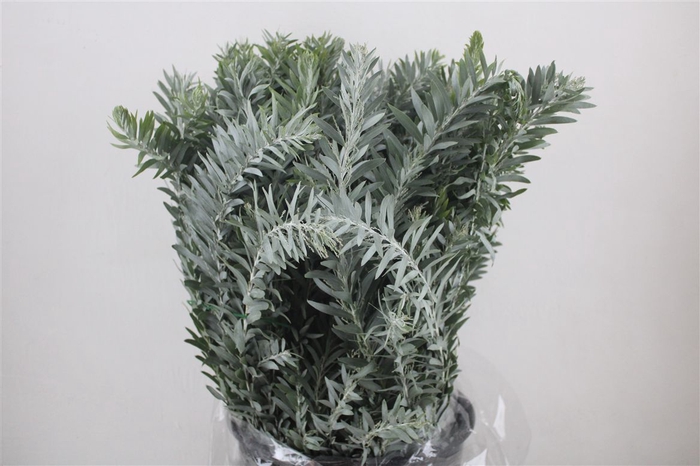 <h4>Mimosa Luna D'argento P Bunch</h4>