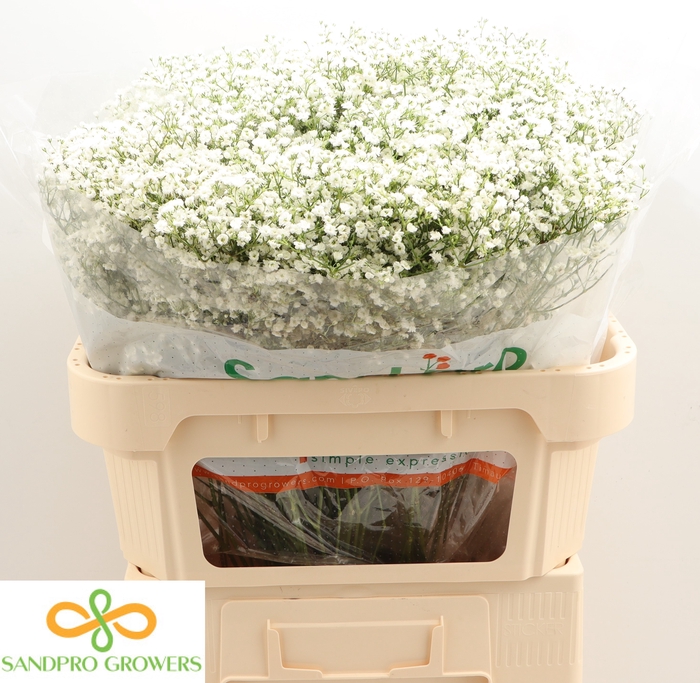 <h4>Gypsophila Paniculata Zinzi Di</h4>