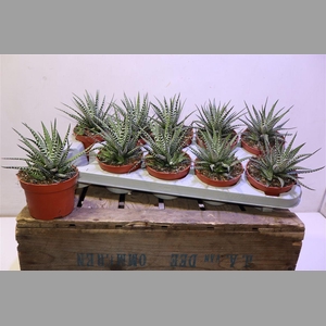 Haworthia F Big Band