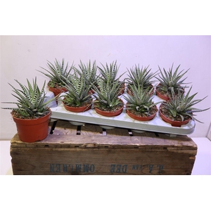 Haworthia F Big Band