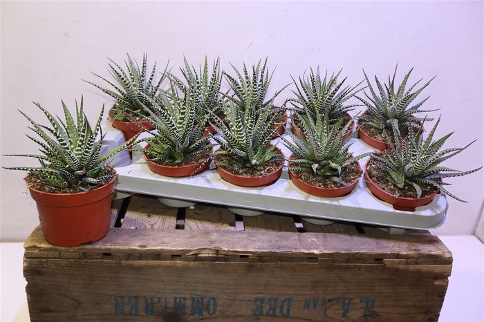 <h4>Haworthia F Big Band</h4>