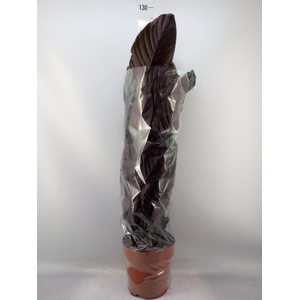 Calathea sanderiana