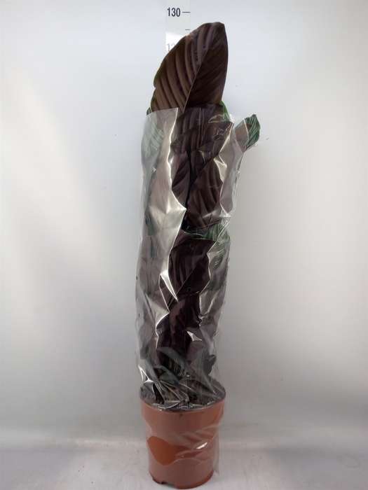 <h4>Calathea sanderiana</h4>