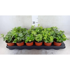 Hedera helix 'Harlekijn'