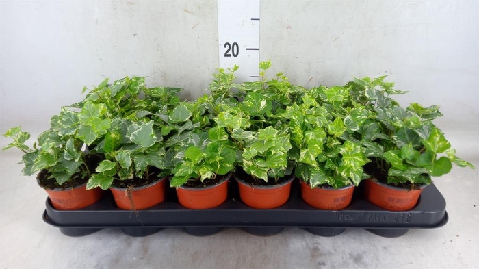 <h4>Hedera helix 'Harlekijn'</h4>