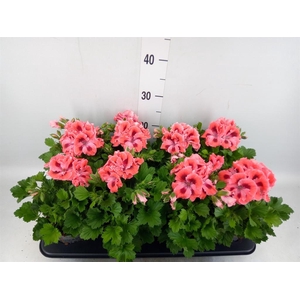 Pelargonium gran.   ..