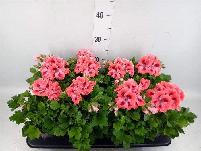 <h4>Pelargonium gran.   ..</h4>