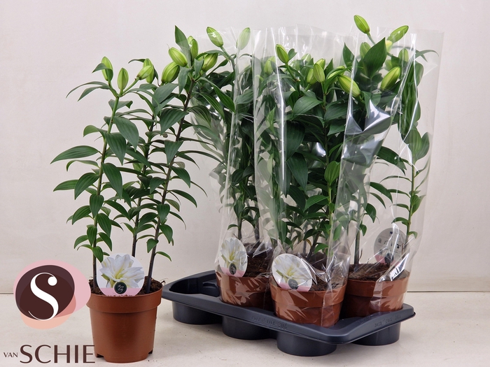 <h4>LIL OR DU RL ZETA</h4>