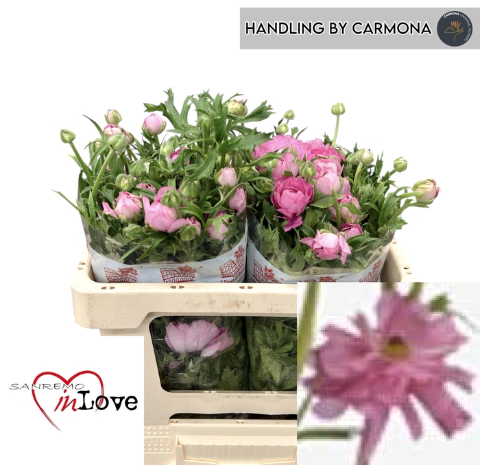 <h4>RAN N MODERNA DOLCE</h4>