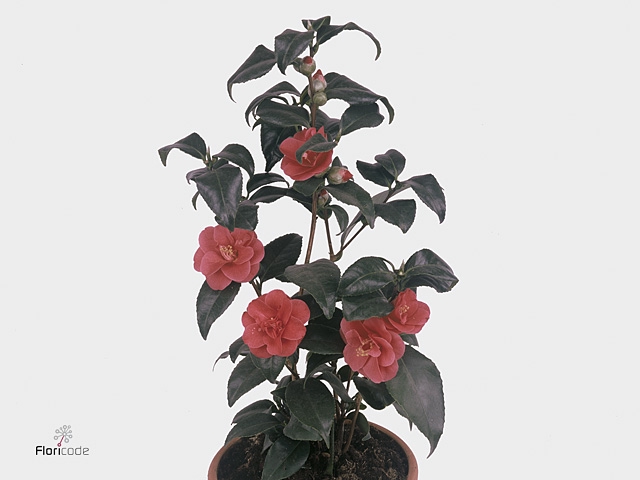 Camellia japonica