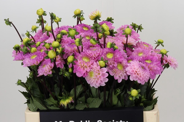 <h4>Dahlia Wizard of Oz</h4>