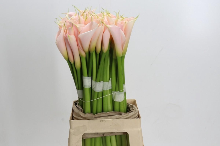 Zantedeschia Eydolls Salmon
