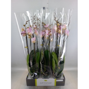 Phalaenopsis   ...rose