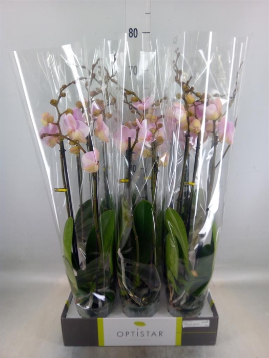 <h4>Phalaenopsis   ...rose</h4>