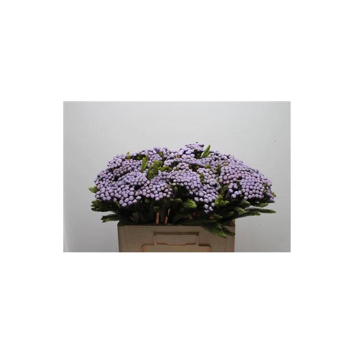 <h4>Kaaps Brunia Albiflora M Orchid</h4>