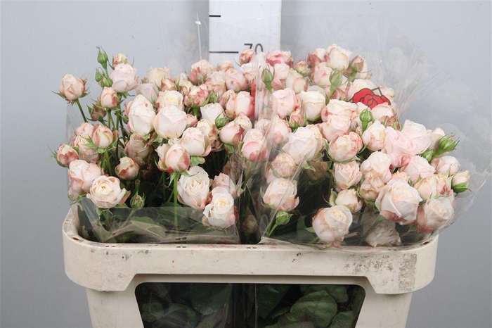 <h4>R Tr Bombastic</h4>