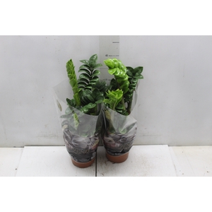 ZAMIOCULCAS ZENZI P14