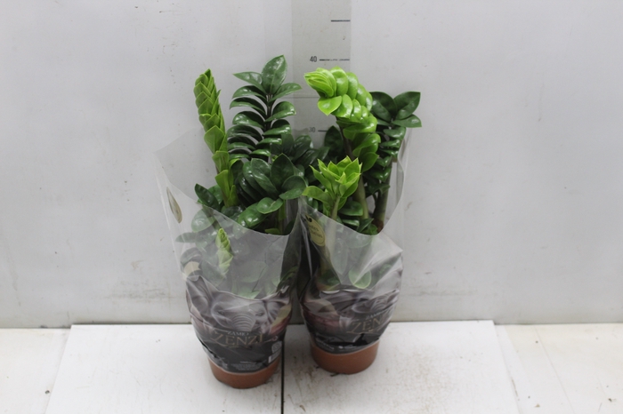 <h4>ZAMIOCULCAS ZENZI P14</h4>