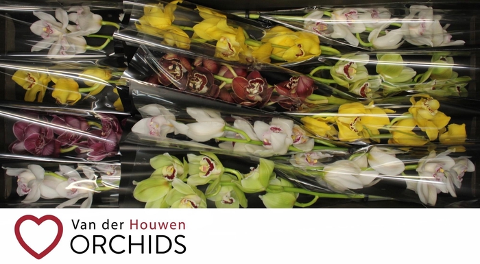 <h4>Gemengd 50 cm.</h4>