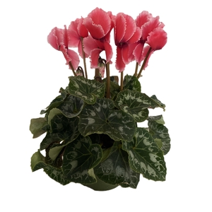 Cyclamen Halios Curly Litchi