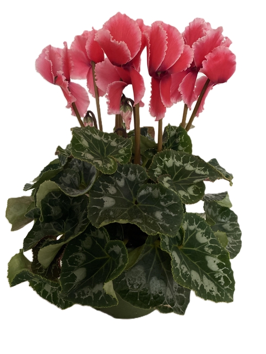 <h4>Cyclamen Halios Curly Litchi</h4>