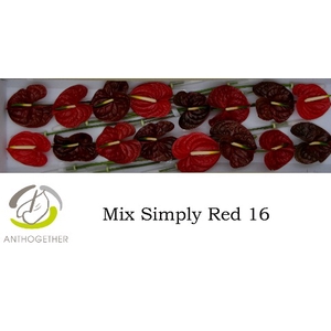 Anthurium Mix Simply Red