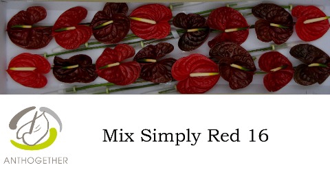 <h4>Anthurium Mix Simply Red</h4>