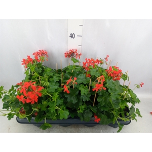 Pelargonium pelt. 'Balkon Rood'