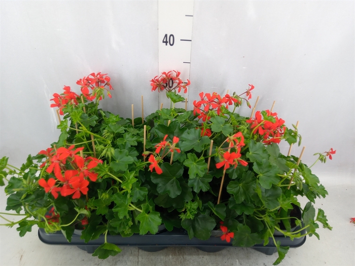 Pelargonium pelt. 'Balkon Rood'