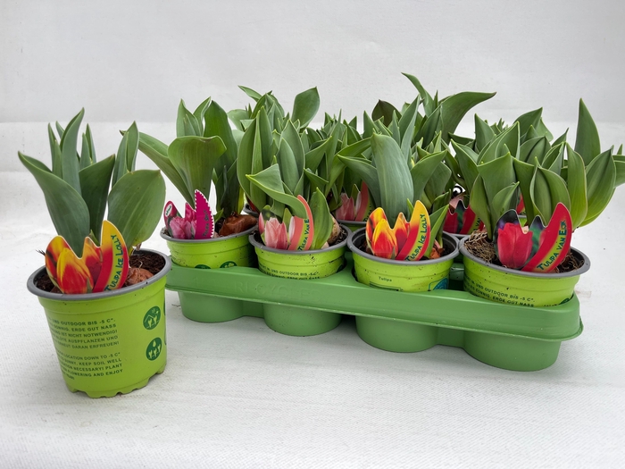 <h4>TUL GEM 4 KLEUREN</h4>