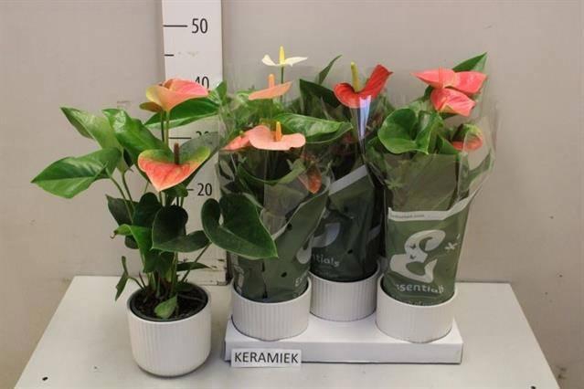 <h4>ARR ANTHURIUM</h4>