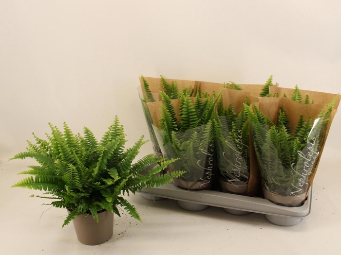 <h4>NEPHR EX GREEN LADY</h4>