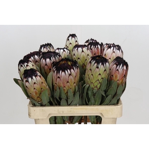 Protea Niobe
