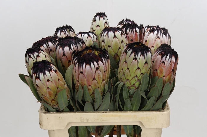 <h4>Protea Niobe</h4>