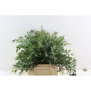 Euca Parvifolia Short 150gr S A P Bunch