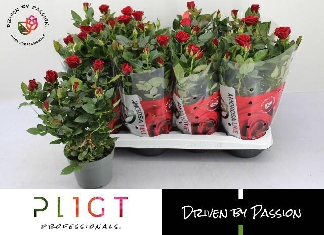 <h4>RO SCA MERCEDES KORD</h4>