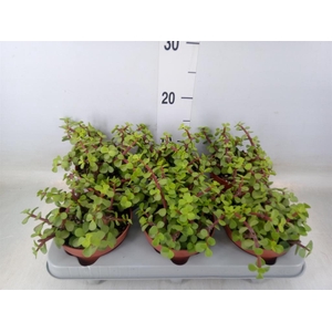 Portulacaria afra