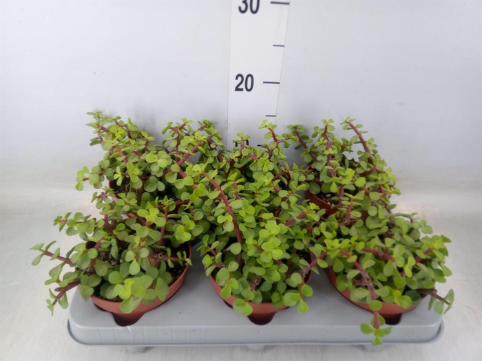 <h4>Portulacaria afra</h4>