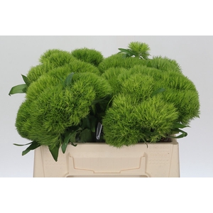 Dianthus barbatus Green Queen